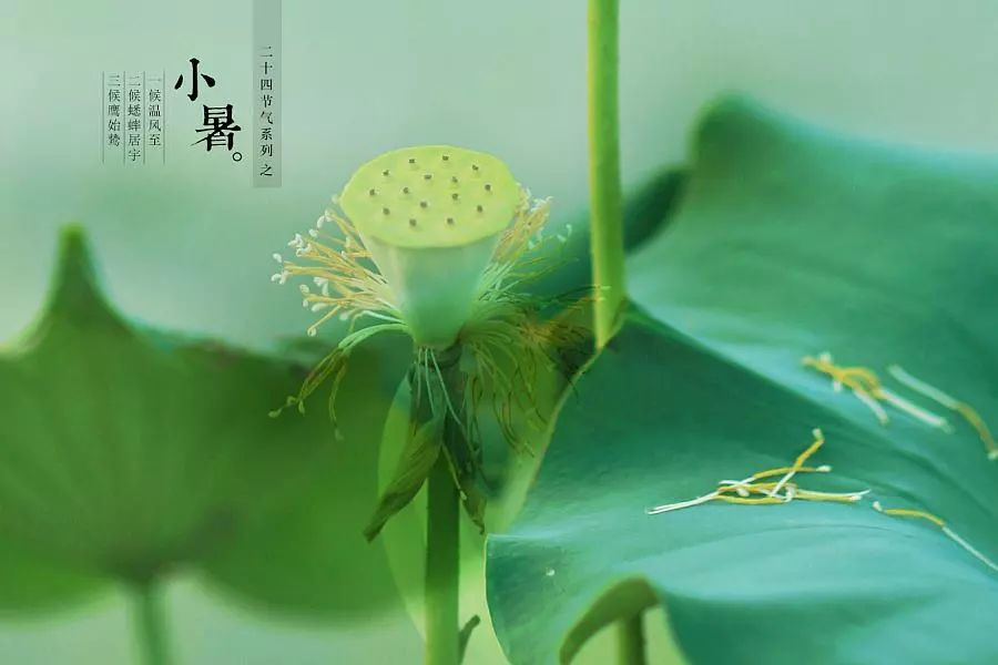 倏忽溫風至，因循小暑來!